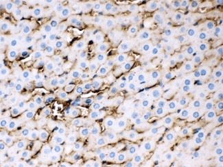 Polyclonal Rabbit anti-Mouse APOE / Apolipoprotein E Antibody (IHC, WB)