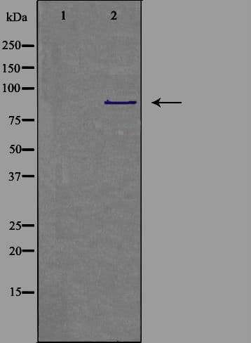 Polyclonal Rabbit anti-Human CDH9 / Cadherin 9 Antibody (IHC, IF, WB)
