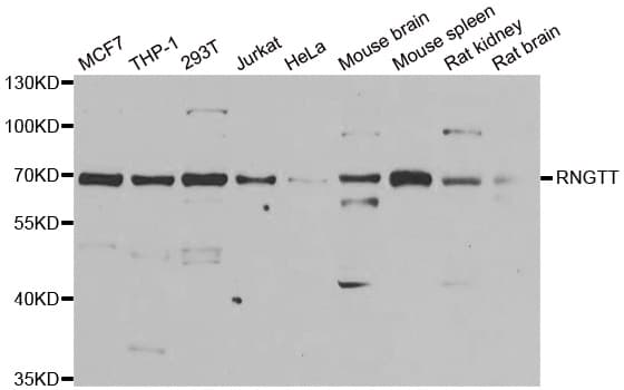 RNGTT / HCAP Antibody