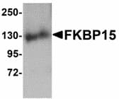 Polyclonal Rabbit anti-Human FKBP15 Antibody (IHC, IF, WB)