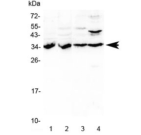 BRMS1 Antibody