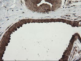 POGK Antibody (clone OTI2G8)