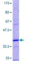 Human Gastrin Protein (Recombinant GST)