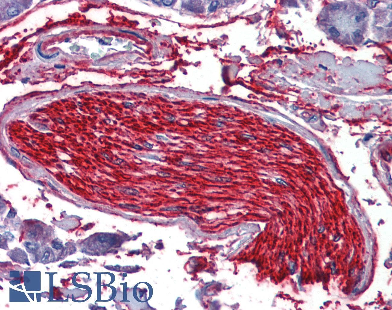 IHC-plus™ Monoclonal Rat anti-Yeast Alpha Tubulin Antibody (clone YOL1/34, IHC, IF, WB)