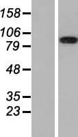 TLR10 Protein (Over-Expression Lysate Myc-DDK (Flag))