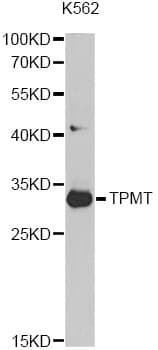 TPMT Antibody