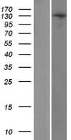 TRERF1 Protein (Over-Expression Lysate Myc-DDK (Flag))