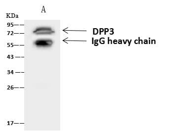 Dipeptidyl Peptidase 3 / DPP3 Antibody