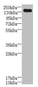 UBE2O Antibody