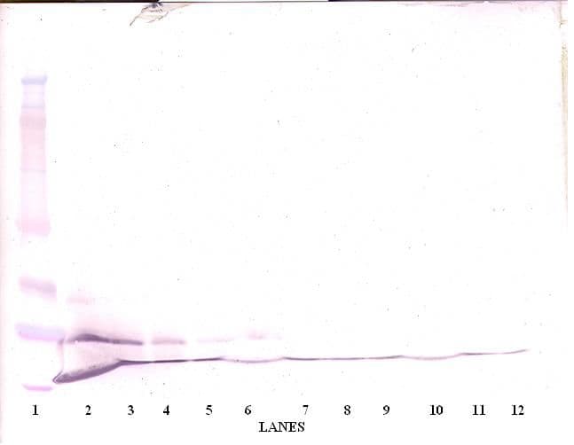 CCL7 / MCP3 Antibody