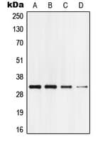 Polyclonal Rabbit anti-Human GPCRW / GPR18 Antibody (Internal, IF, WB)