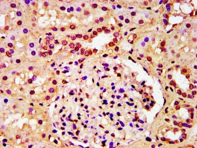 HIST1H3A Antibody