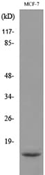 DBI / ACBD1 Antibody