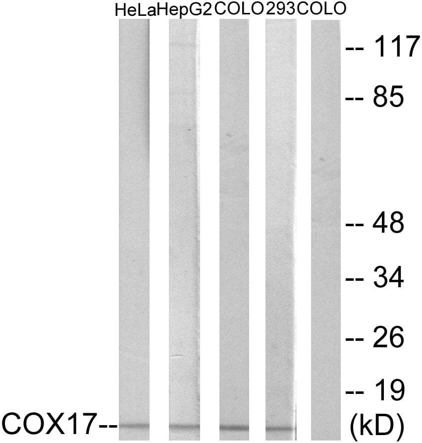 COX17 Antibody