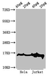 HIST1H3A Antibody