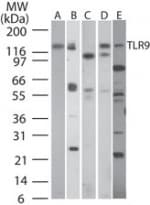 IHC-plus™ Monoclonal Mouse anti-Human TLR9 Antibody (clone 26C593.2, aa268-284, IHC, WB)