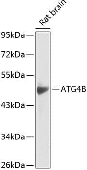 Polyclonal Rabbit anti-Human APG4B / ATG4B Antibody (WB)