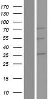 RUFY2 Protein (Over-Expression Lysate Myc-DDK (Flag))