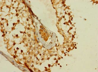MS4A8 / MS4A8B Antibody