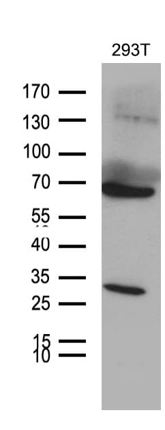 MED28 / Magicin Antibody (clone OTI10C8)