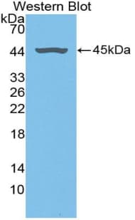 FMOD / Fibromodulin Antibody (aa19-376)