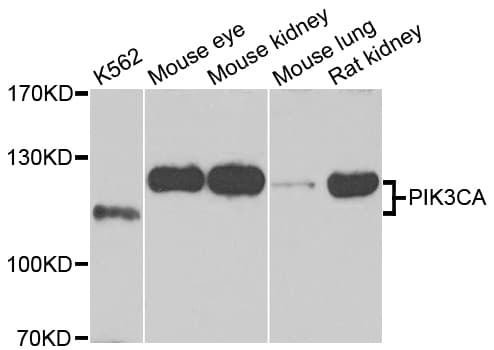PIK3CA / PI3K Alpha Antibody