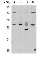 PA2G4 / EBP1 Antibody