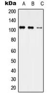 USP35 Antibody (Internal)