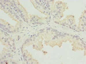 MR1 Antibody