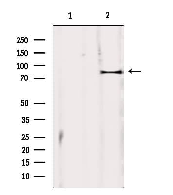 ZBTB17 / MIZ-1 Antibody