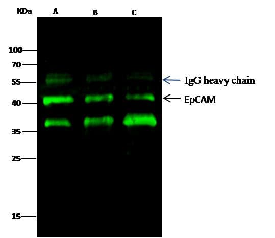 Polyclonal Rabbit anti-Human EPCAM Antibody (Preservative Free, WB)