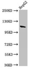 Polyclonal Rabbit anti-Human CNTN6 / Contactin 6 Antibody (IHC, WB)