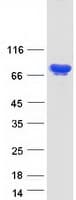 Human KHSRP / FBP2 Protein (Recombinant Myc-DDK (Flag))