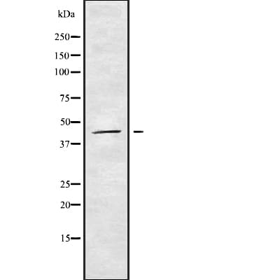 Polyclonal Rabbit anti-Human SYT8 Antibody (IF, WB)