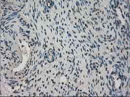 NEK6 Antibody (clone OTI8G5)