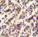 OR1J4 Antibody (aa275-303)