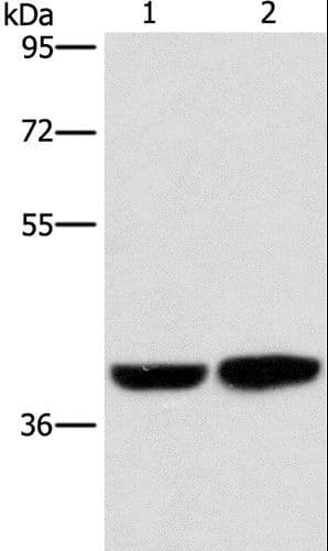 CAB39L Antibody