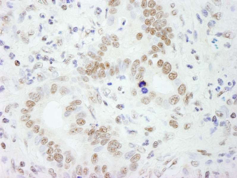 SFPQ Antibody (aa1-50)