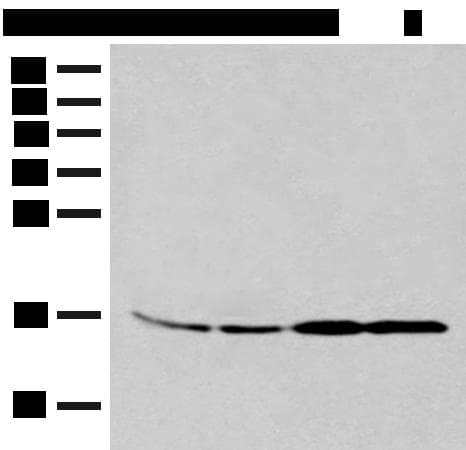 Polyclonal Rabbit anti-Human MYDGF / SF20 Antibody (IHC, WB)
