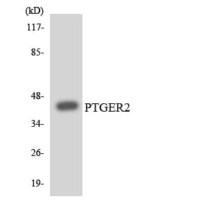 Polyclonal Rabbit anti-Human PTGER2 / EP2 Antibody (aa250-299, WB)
