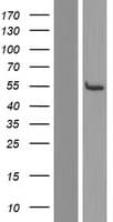 LRRC74A Protein (Over-Expression Lysate Myc-DDK (Flag))