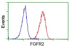 FGFR2 / FGF Receptor 2 Antibody (clone OTI1A11, Carrier-free)
