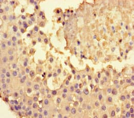 Polyclonal Rabbit anti-Human NPY4R / PPYR1 Antibody