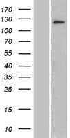 BRD1 Protein (Over-Expression Lysate Myc-DDK (Flag))
