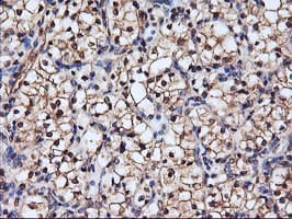SERPINB6 / PI-6 Antibody (clone OTI1C5, Carrier-free)