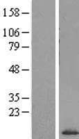 SF3B5 Protein (Over-Expression Lysate Myc-DDK (Flag))