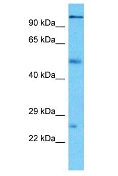 PCDHA3 Antibody (aa661-710)