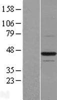 BTN2A1 Protein (Over-Expression Lysate Myc-DDK (Flag))