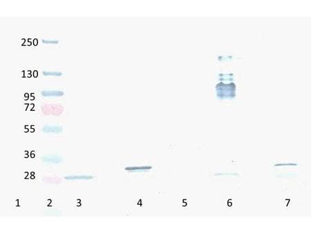 RFP / Red Fluorescent Protein Antibody (clone 8E5.G7)