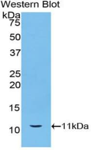 HSPA8 / HSC70 Antibody (aa534-615)